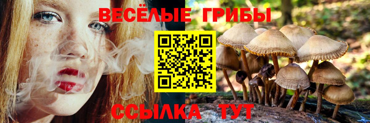 Галлюциногенные грибы Cubensis Сальск